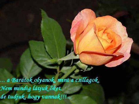 baratsag_366765_15434_n