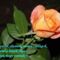 baratsag_366765_15434_n