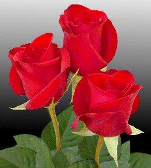beka71__1242471487_452083_95194_n