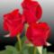 beka71__1242471487_452083_95194_n