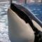 delfin-023