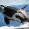 delfin-058