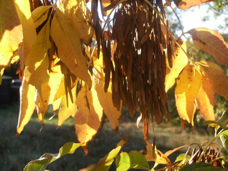 DSCF3753 másolata