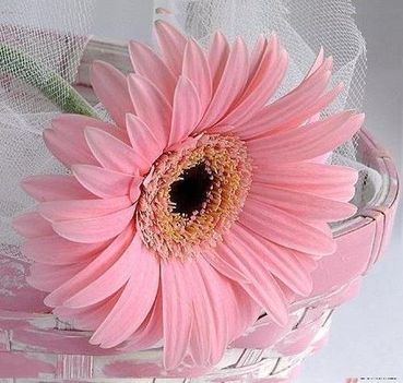 egyszal_gerbera_268264_29425_n