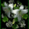 feher_liliom_820178_38541_n