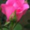 gyonyoru_rozsaszal_42826_442908_n