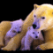 image783