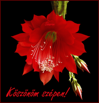 kaktusz_viraga_414025_25837_n
