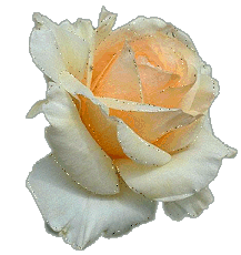 krem_rozsa1_704958_50252_n