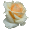 krem_rozsa1_704958_50252_n