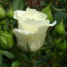 krystalparkrozsa_681519_38070_n