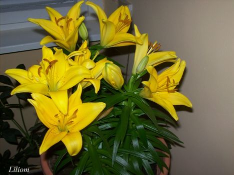 liliom_teljes_viragzasban_729216_16930_n