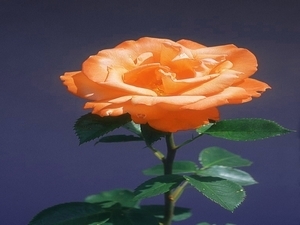 rozsa-015