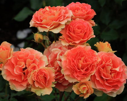 rozsabokor_632556_68652_n