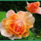 rozsak-001_465281_99184_n