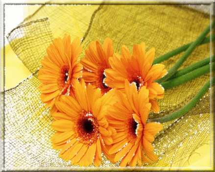 sajat-honlap-ingyen--sokoldal_hu-virag10