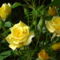 sarga_rozsa_305200_50007