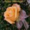 szep_hetveget_249188_18137_n