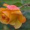 szep_rozsa_77269_604772_n