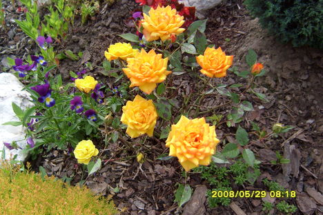 torperozsa_305932_56889_n