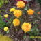 torperozsa_305932_56889_n