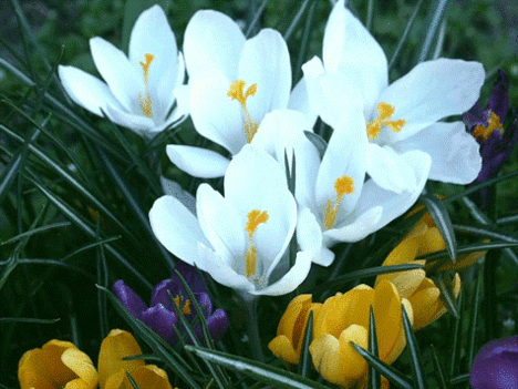 viragom__viragom_611116_10879_n