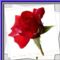 wwwdrpiccom_612228_88945_n