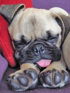 boxer