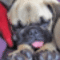 boxer