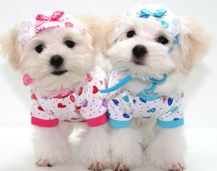 dog-clothes