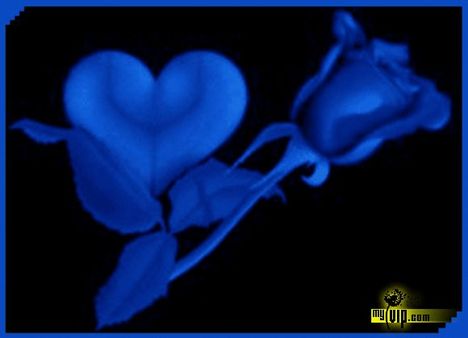 kedvencem_233104_81327_n