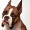 kutya_dog033