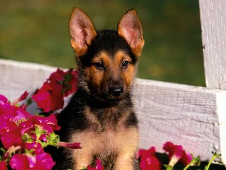 kutya_dog145