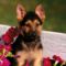 kutya_dog145