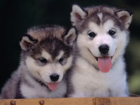 kutya_dog