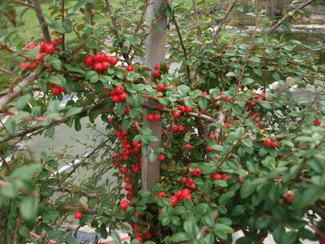 madárbirs
