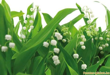 Poszter plakat Lilly of the walley