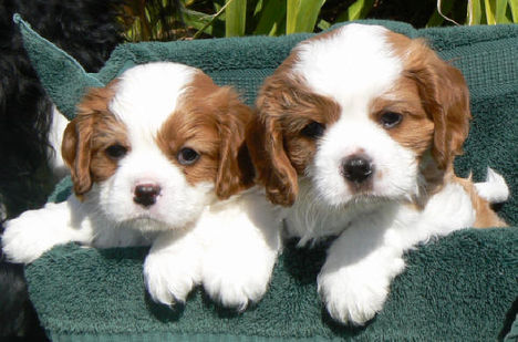 puppies1