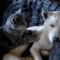 tumblr_lztuswOTQk1qjcv95o5_250