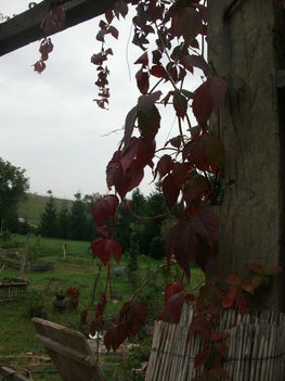 vadszőlő