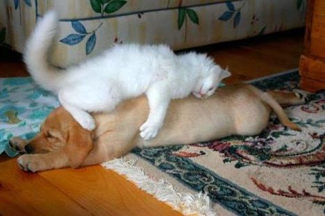 10465_467185066660126_471628441_n