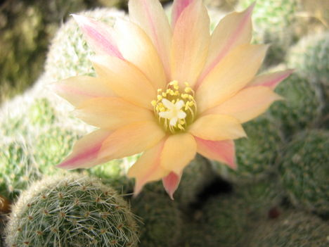 Ay-heliosa4=+070525