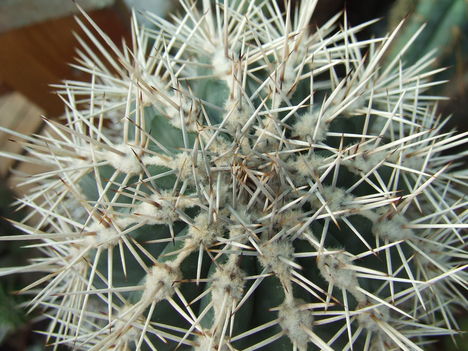 DSCF6397
