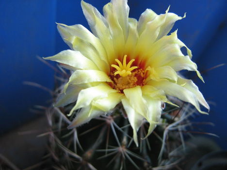 Ham-setispinus1=+070717