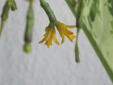 Hat-salicornioides6=091202