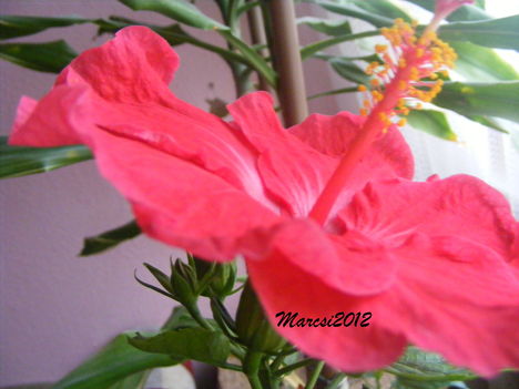 Hibiscus