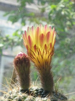 No-concinnus(v q)5=+080504
