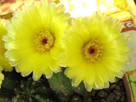 No-ottonis3=+070610