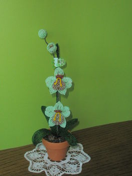 orchidea