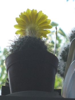 Pa-microsperma3=+100703